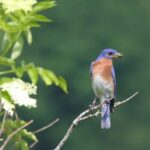 Eastern Bluebird