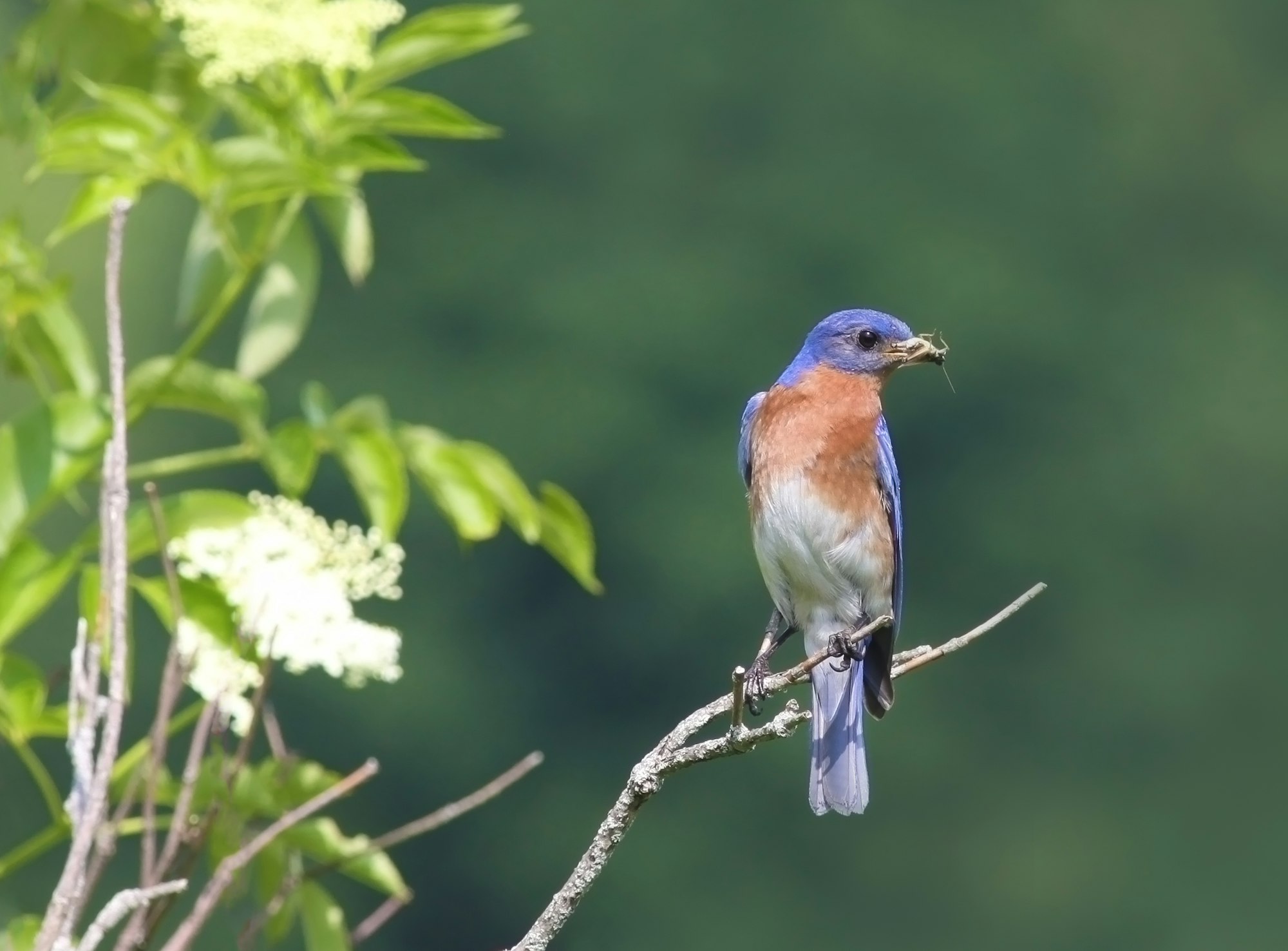 Eastern Bluebird